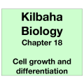 Biology Chapter 18 - Cell Growth and Differentiation